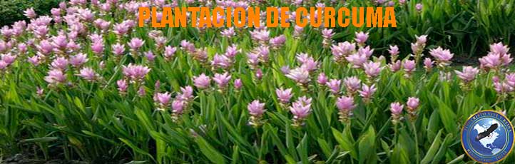 Curcuma